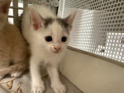Shelter Stray Female Cat last seen , 14409 Vanowen St, Van Nuys, CA 91405, USA