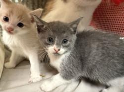 Shelter Stray Male Cat last seen , 14409 Vanowen St, Van Nuys, CA 91405, USA