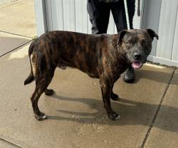 Shelter Stray Male Dog last seen Near BLOCK E ORMSBY AVE, 3528 Newburg Rd, Louisville, KY 40218, USA