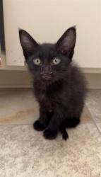 Shelter Stray Female Cat last seen DETROIT BLVD & MEADOWVIEW RD, 2127 Front St, Sacramento, CA 95818, USA