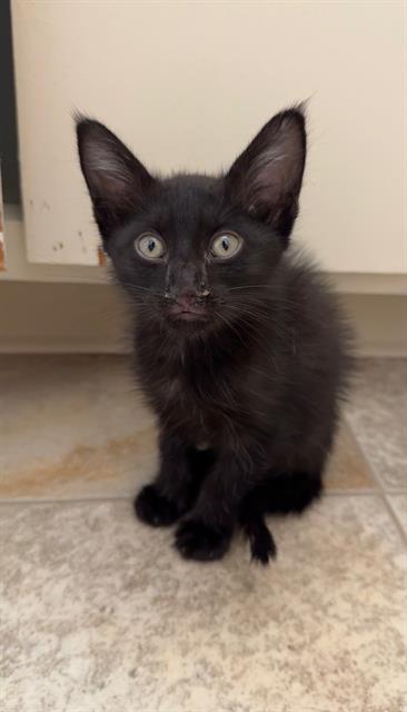 Shelter Stray Female Cat last seen DETROIT BLVD & MEADOWVIEW RD, 2127 Front St, Sacramento, CA 95818, USA
