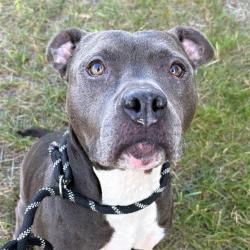 Shelter Stray Female Dog last seen Near, 5001 E Raymond St, Indianapolis, IN 46203, USA