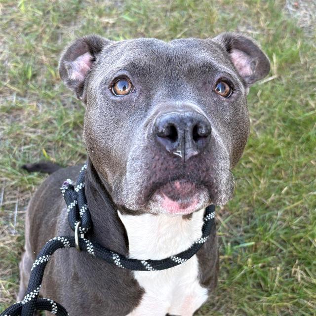 Shelter Stray Female Dog last seen Near, 5001 E Raymond St, Indianapolis, IN 46203, USA
