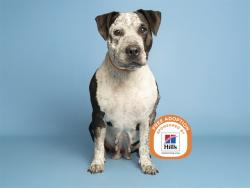 Shelter Stray Female Dog last seen , 5501 E Van Buren St, Phoenix, AZ 85008, USA