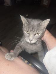 Found/Stray Male Cat last seen Morning view market, DeMossville, KY 41033