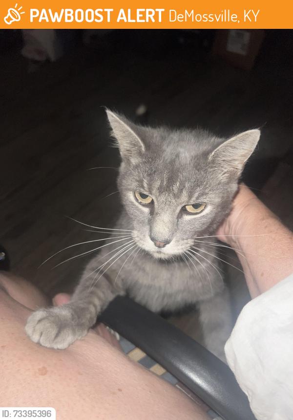Found/Stray Male Cat last seen Morning view market, DeMossville, KY 41033