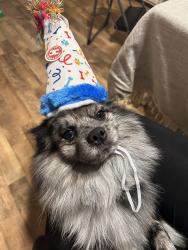 Lost Male Dog last seen Cobbs, Waco, TX 76710