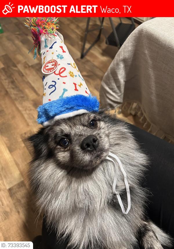 Lost Male Dog last seen Cobbs, Waco, TX 76710