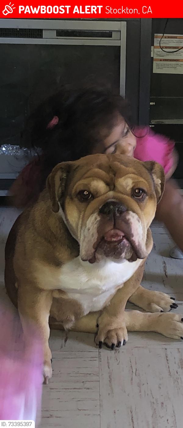 Lost Female Dog last seen Hawaii, Stockton, CA 95206