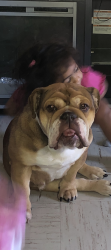 Lost Female Dog last seen Hawaii, Stockton, CA 95206
