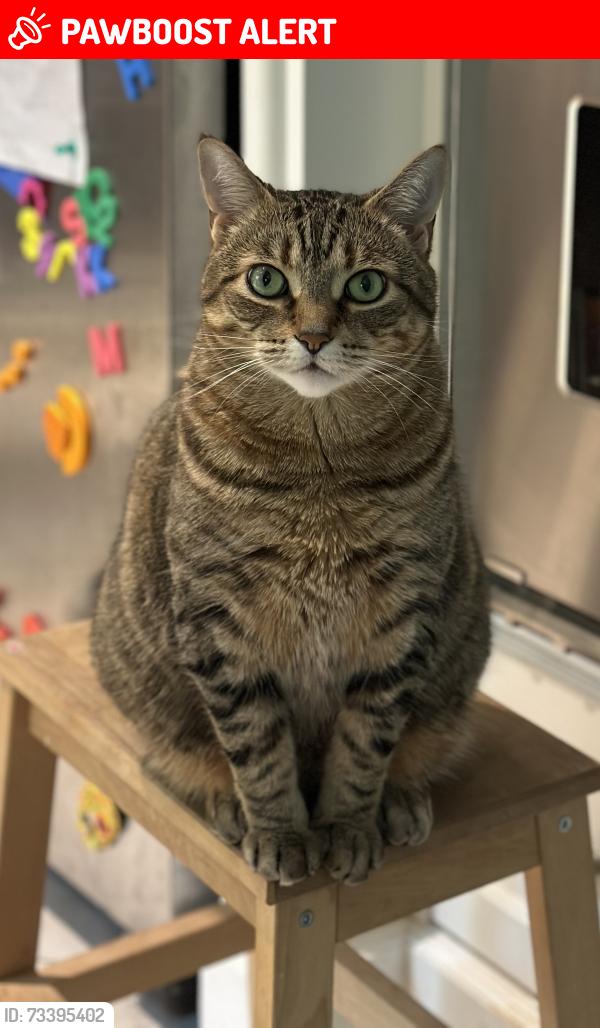 Lost Female Cat last seen Clarkson and Truscott, Mississauga, ON L5J 2L3