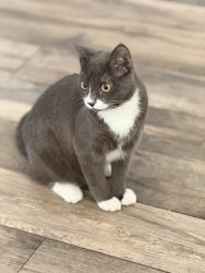 Reunited Male Cat last seen Plantation rd and nw 73 terrace, Plantation, FL 33317