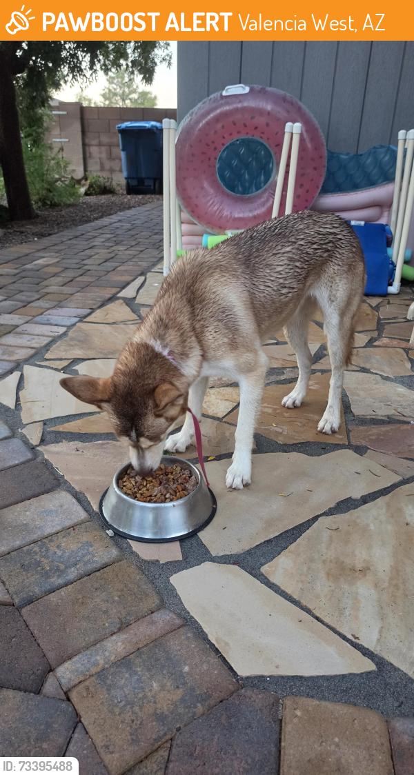 Found/Stray Female Dog last seen Star valley, Valencia West, AZ 85757