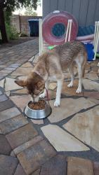 Found/Stray Female Dog last seen Star valley, Valencia West, AZ 85757