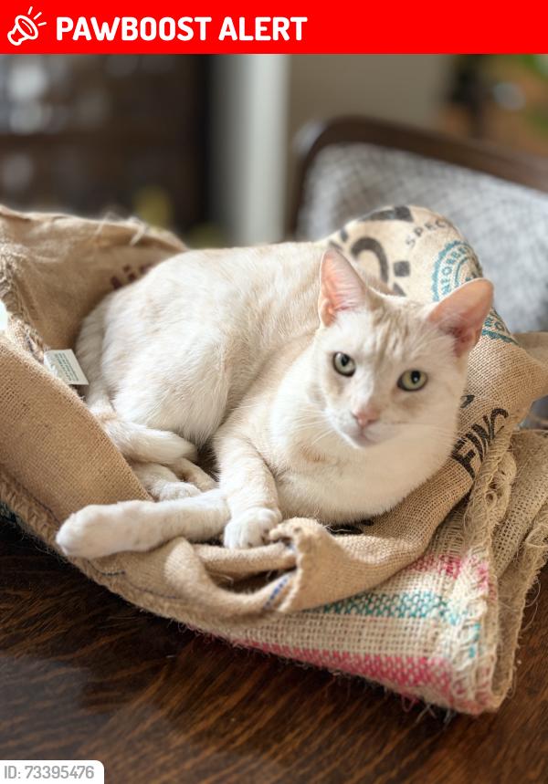Lost Male Cat last seen Ilderton road and poplar hill road, Middlesex Centre, ON N0M 2A0