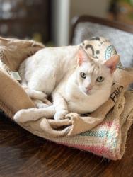 Lost Male Cat last seen Ilderton road and poplar hill road, Middlesex Centre, ON N0M 2A0