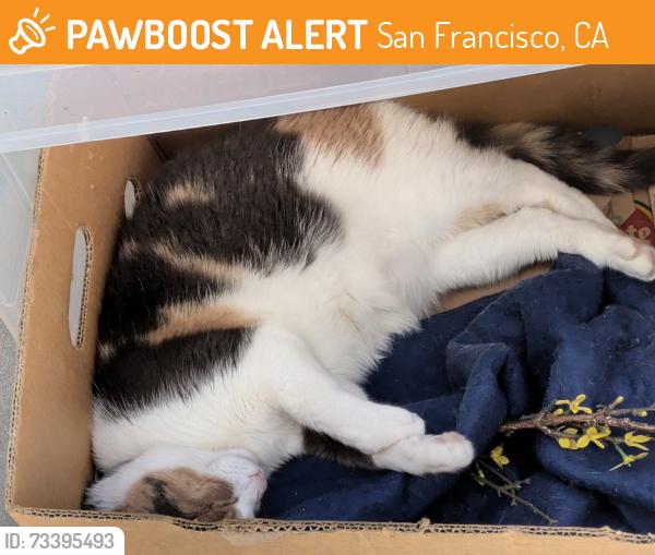 Found/Stray Female Cat last seen 5th Street, San Francisco, CA 94102