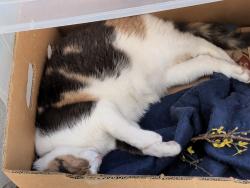 Found/Stray Female Cat last seen 5th Street, San Francisco, CA 94102