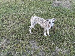 Reunited Male Dog last seen Cook Riolo between vineyard & PFE, Roseville, CA 95747