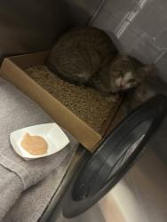 Shelter Stray Male Cat last seen Near pinewood lane, County/Unicorporated, NC, 1491 Business Park Ct, Gastonia, NC 28052, USA