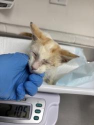 Shelter Stray Male Cat last seen Near 48th, Oakland, CA, 1101 29th Ave, Oakland, CA 94601, USA