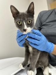 Shelter Stray Female Cat last seen Near W St, City of Sacramento, CA, 6201 Florin Perkins Rd, Sacramento, CA 95828, USA