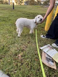 Found/Stray Male Dog last seen Fullerton CA, Fullerton, CA 92833