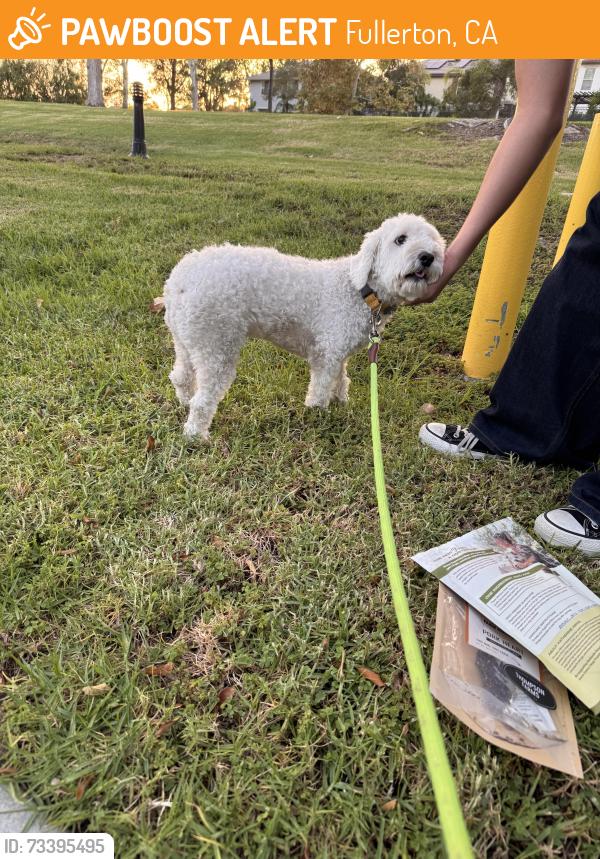 Found/Stray Male Dog last seen Fullerton CA, Fullerton, CA 92833