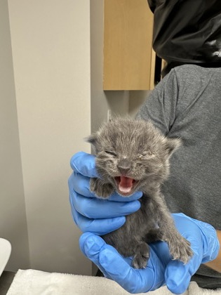 Shelter Stray Male Cat last seen Near W St, City of Sacramento, CA, 6201 Florin Perkins Rd, Sacramento, CA 95828, USA