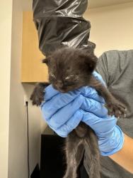 Shelter Stray Female Cat last seen Near W St, City of Sacramento, CA, 6201 Florin Perkins Rd, Sacramento, CA 95828, USA