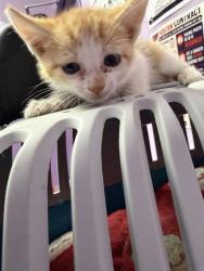 Shelter Stray Female Cat last seen Near Nancy MCDonald Dr, CITY of El Paso, TX, 5001 Fred Wilson Ave, El Paso, TX 79906, USA