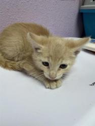 Shelter Stray Male Cat last seen Near Nancy MCDonald Dr, CITY of El Paso, TX, 5001 Fred Wilson Ave, El Paso, TX 79906, USA