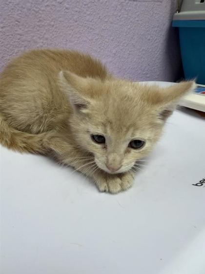 Shelter Stray Male Cat last seen Near Nancy MCDonald Dr, CITY of El Paso, TX, 5001 Fred Wilson Ave, El Paso, TX 79906, USA