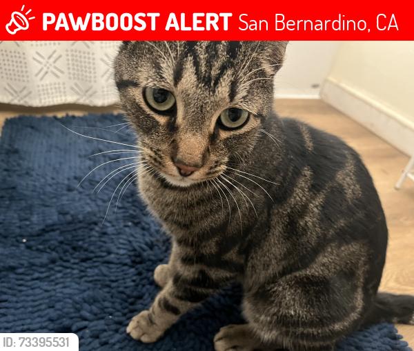 Lost Male Cat last seen del rosa ave, San Bernardino, CA 92410
