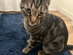 Lost Male Cat last seen del rosa ave, San Bernardino, CA 92410