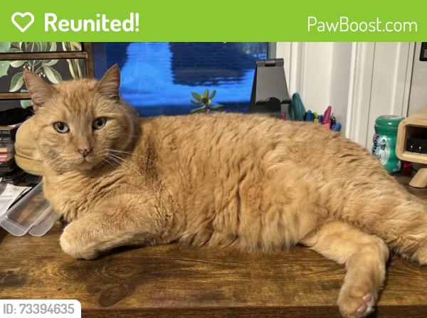 Reunited Male Cat last seen Oak Island - Ellerton Street between Argyle & York, Revere, MA 02151