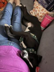 Reunited Male Dog last seen Last spotted in The Falls neighborhood off of Imperial Promenade., Spring, TX 77386