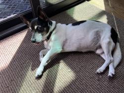 Reunited Male Dog last seen Near Walgrove Elementary, Los Angeles, CA 90066