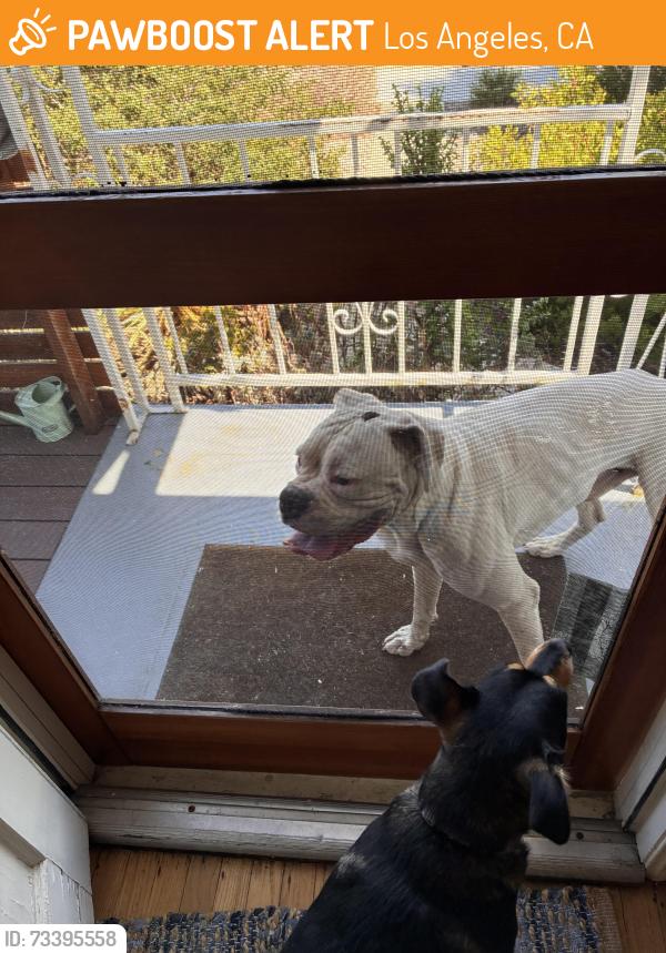 Found/Stray Male Dog last seen Between 63rd and 64th on Alviso, Los Angeles, CA 90043