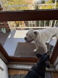 Found/Stray Male Dog last seen Between 63rd and 64th on Alviso, Los Angeles, CA 90043