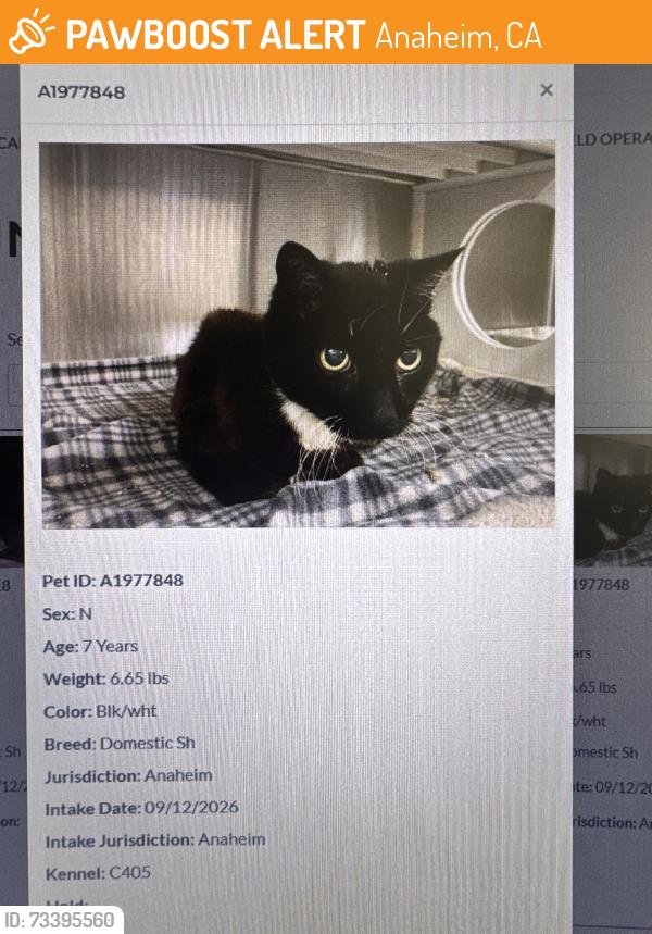 Found/Stray Male Cat last seen Ball & Dale, Anaheim, CA 92804