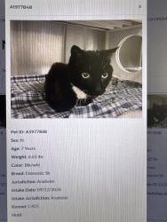 Found/Stray Male Cat last seen Ball & Dale, Anaheim, CA 92804