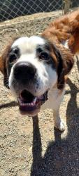 Found/Stray Unknown Dog last seen Moon beam dr Banning ca, Banning, CA 92220