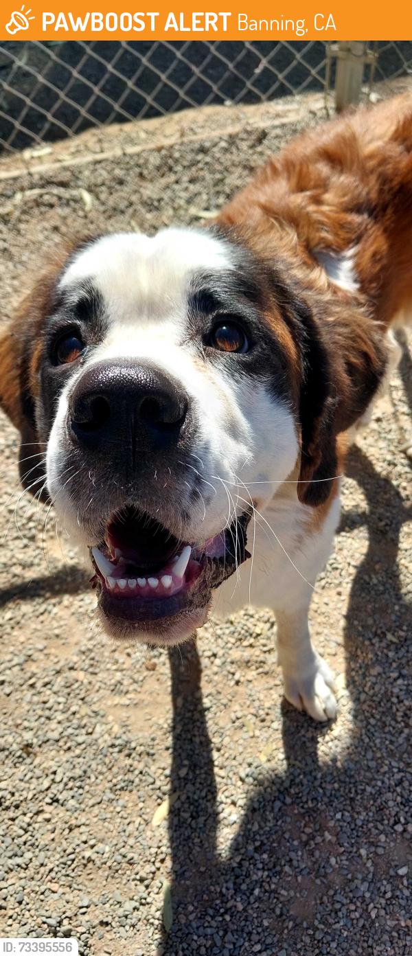 Found/Stray Unknown Dog last seen Moon beam dr Banning ca, Banning, CA 92220