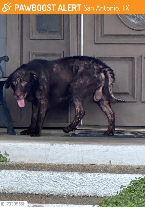 Found/Stray Male Dog last seen Vandiver and Harmon, San Antonio, TX 78209