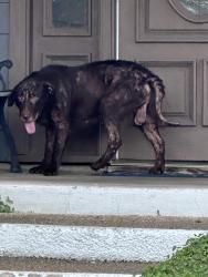 Found/Stray Male Dog last seen Vandiver and Harmon, San Antonio, TX 78209