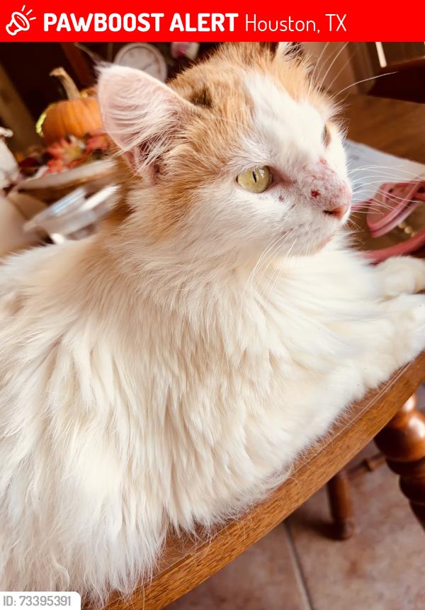 Lost Female Cat last seen Sagrplum and Sageyork, Houston, TX 77089