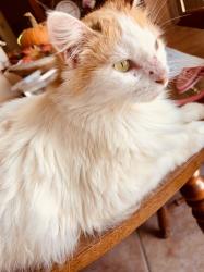 Lost Female Cat last seen Sagrplum and Sageyork, Houston, TX 77089