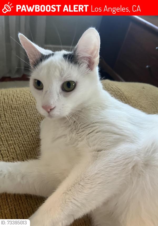 Lost Male Cat last seen Lemoyne St and Cerro Gordo, Los Angeles, CA 90026