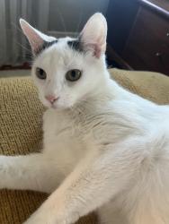 Lost Male Cat last seen Lemoyne St and Cerro Gordo, Los Angeles, CA 90026